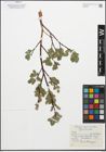Foto von Salix myrsinites L.